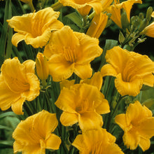 Load image into Gallery viewer, Daylily (&#39;Stella de Oro&#39;)
