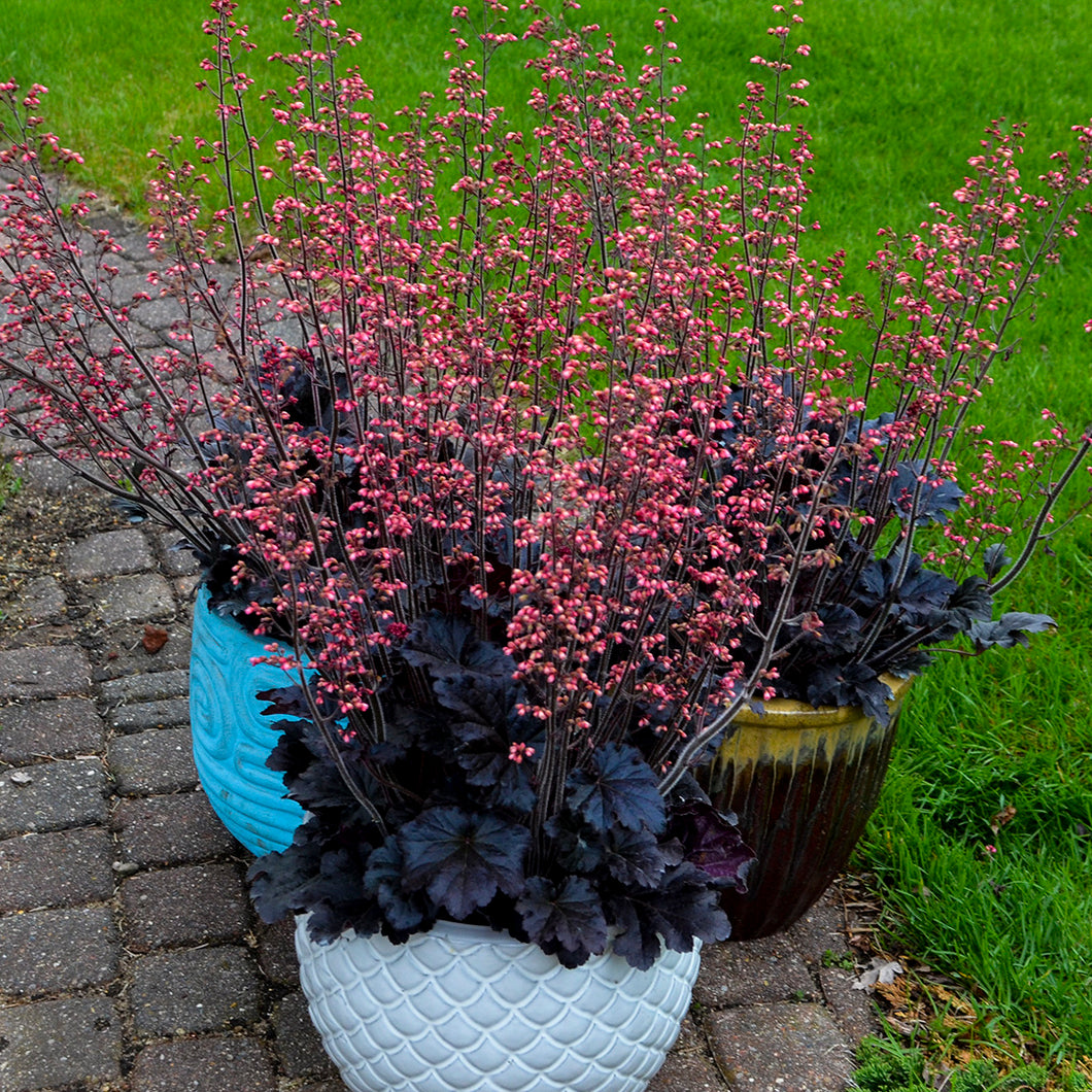 Coral Bells (Heuchera 'Timeless Night')