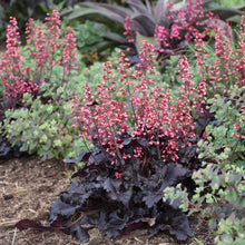 Load image into Gallery viewer, Coral Bells (Heuchera &#39;Timeless Night&#39;)
