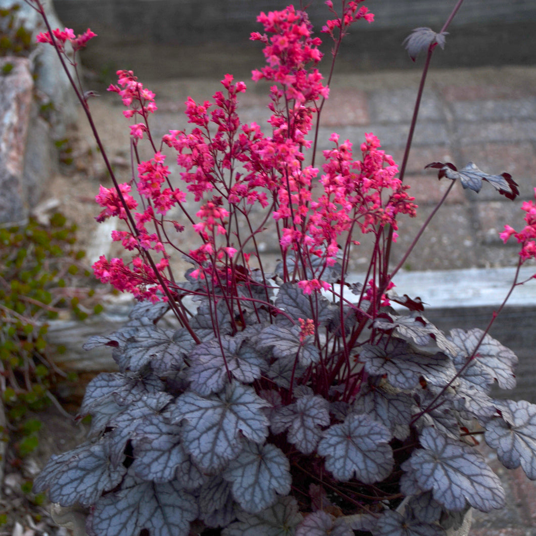 Coral Bells (Heuchera 'Timeless Treasure')