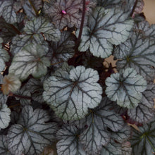 Load image into Gallery viewer, Coral Bells (Heuchera &#39;Timeless Treasure&#39;)
