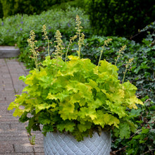 Load image into Gallery viewer, Coral Bells (Heuchera &#39;Twist of Lime&#39;)
