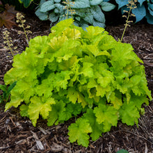 Load image into Gallery viewer, Coral Bells (Heuchera &#39;Twist of Lime&#39;)
