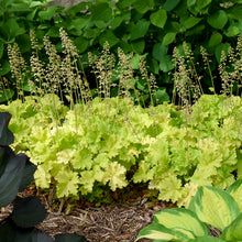 Load image into Gallery viewer, Coral Bells (Heuchera &#39;Twist of Lime&#39;)
