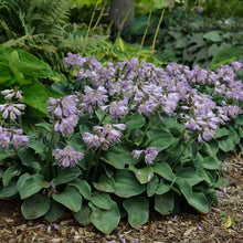 Load image into Gallery viewer, Hosta  (Hosta &#39;Blue Mouse Ears&#39;)
