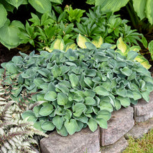 Load image into Gallery viewer, Hosta  (Hosta &#39;Blue Mouse Ears&#39;)
