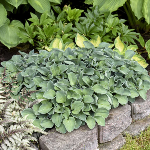 Hosta  (Hosta 'Blue Mouse Ears')