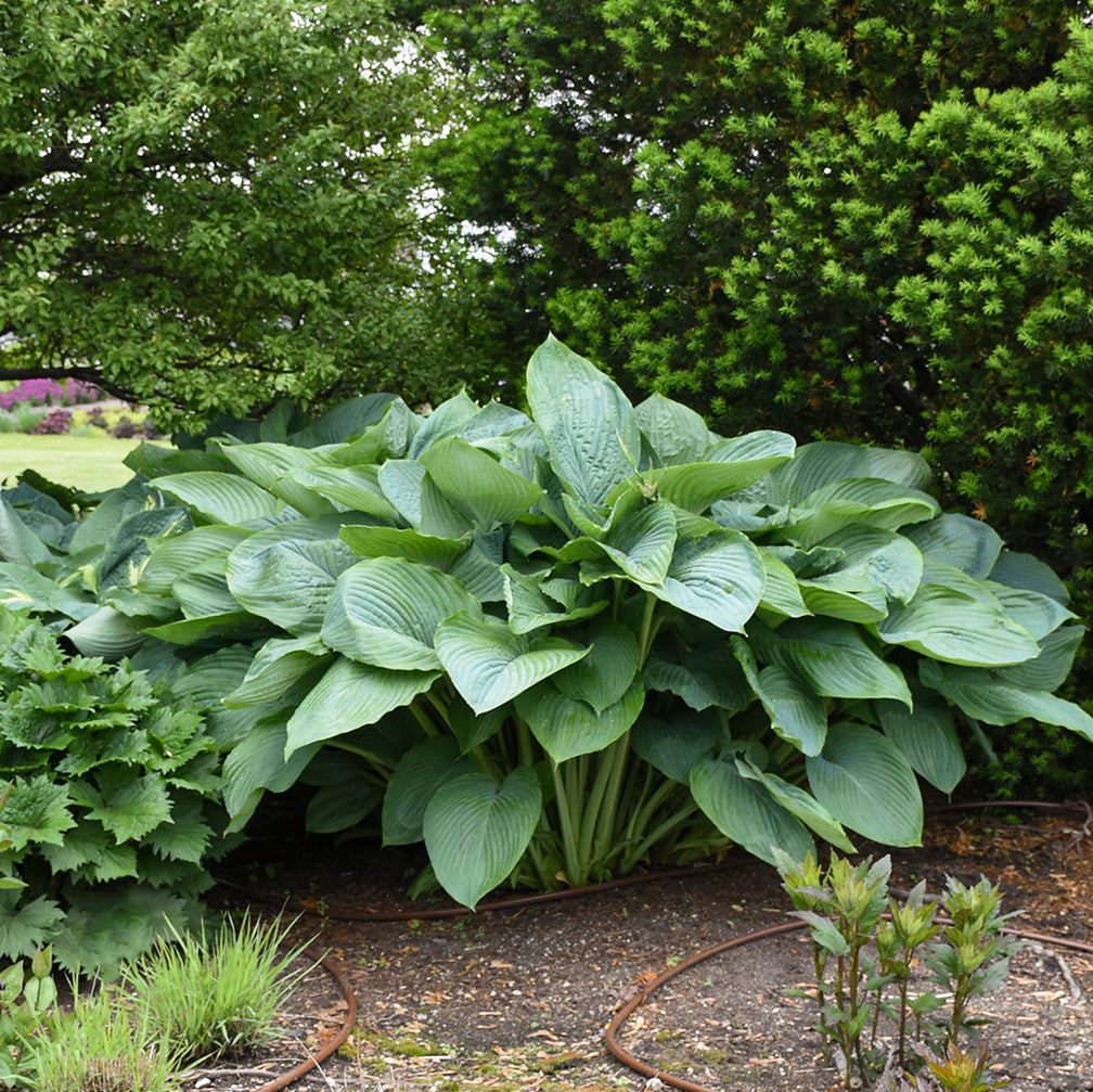 Hosta ('Empress Wu')