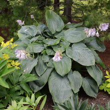 Load image into Gallery viewer, Hosta (&#39;Empress Wu&#39;)
