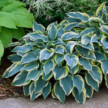 Load image into Gallery viewer, Hosta &#39;First Frost&#39;
