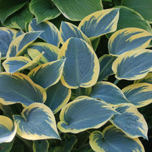 Load image into Gallery viewer, Hosta &#39;First Frost&#39;
