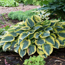 Load image into Gallery viewer, Hosta &#39;First Frost&#39;
