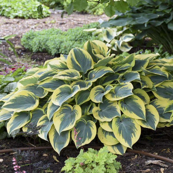 Hosta 'First Frost'