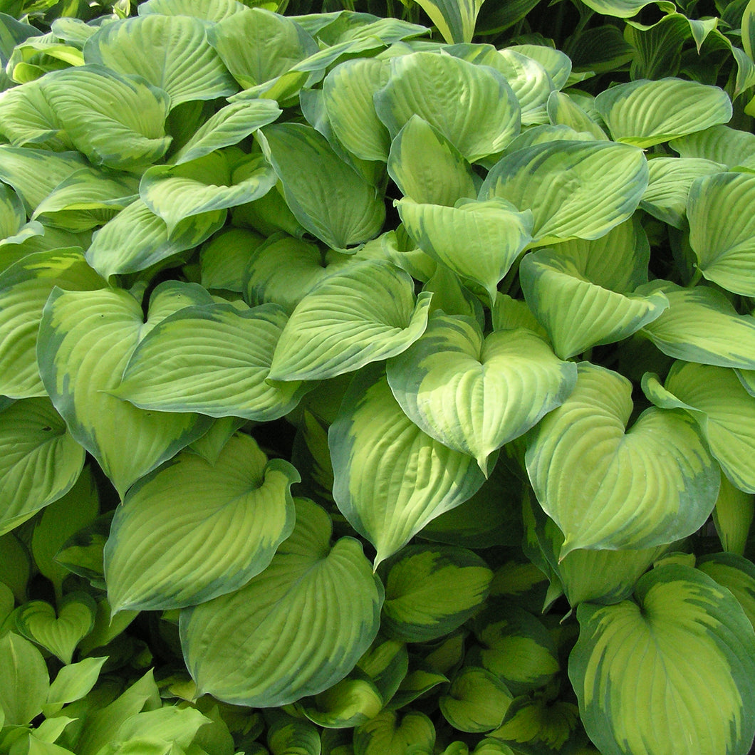 Hosta ( 'Guacamole')