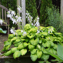 Load image into Gallery viewer, Hosta ( &#39;Guacamole&#39;)
