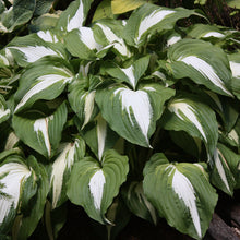 Load image into Gallery viewer, Hosta (&#39;Night before Christmas&#39;)
