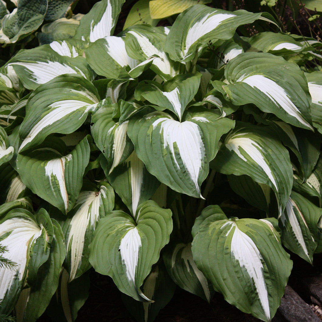 Hosta ('Night before Christmas')