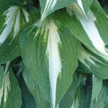 Load image into Gallery viewer, Hosta (&#39;Night before Christmas&#39;)
