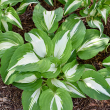 Load image into Gallery viewer, Hosta (&#39;Night before Christmas&#39;)
