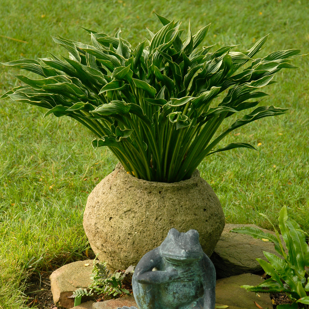 Hosta ( 'Praying Hands')