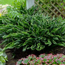 Load image into Gallery viewer, Hosta ( &#39;Praying Hands&#39;)
