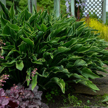 Load image into Gallery viewer, Hosta ( &#39;Praying Hands&#39;)
