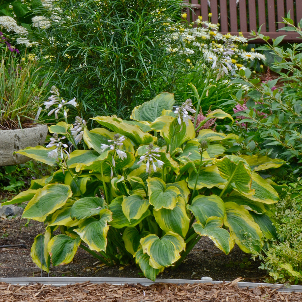 Hosta ( 'Seducer')