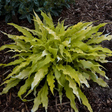 Load image into Gallery viewer, Hosta &#39;Wiggles and Squiggles&#39;
