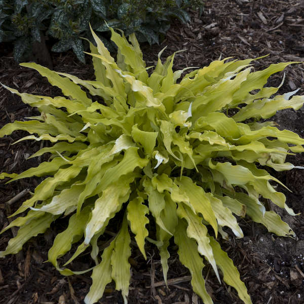 Hosta 'Wiggles and Squiggles'