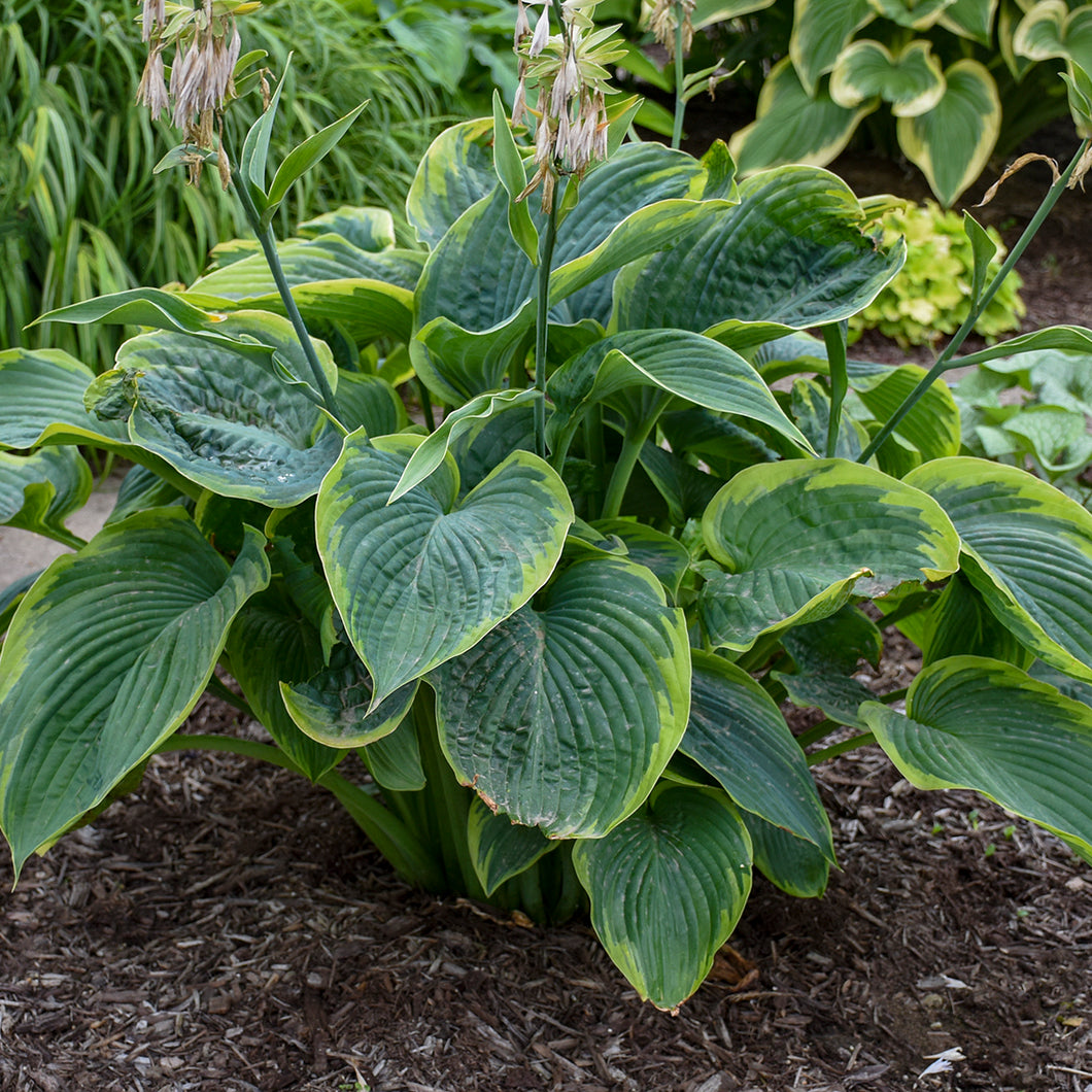 Hosta ('Wu-La-La')