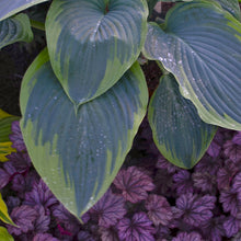 Load image into Gallery viewer, Hosta (&#39;Wu-La-La&#39;)
