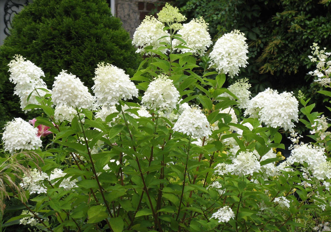 Hydrangea Paniculata 'Grandiflora'