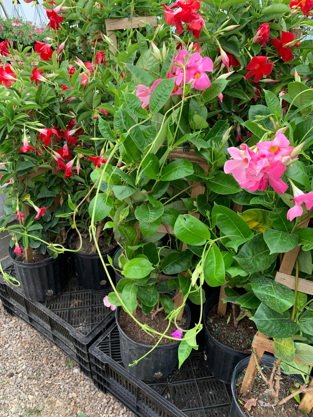 Mandevilla Trellis