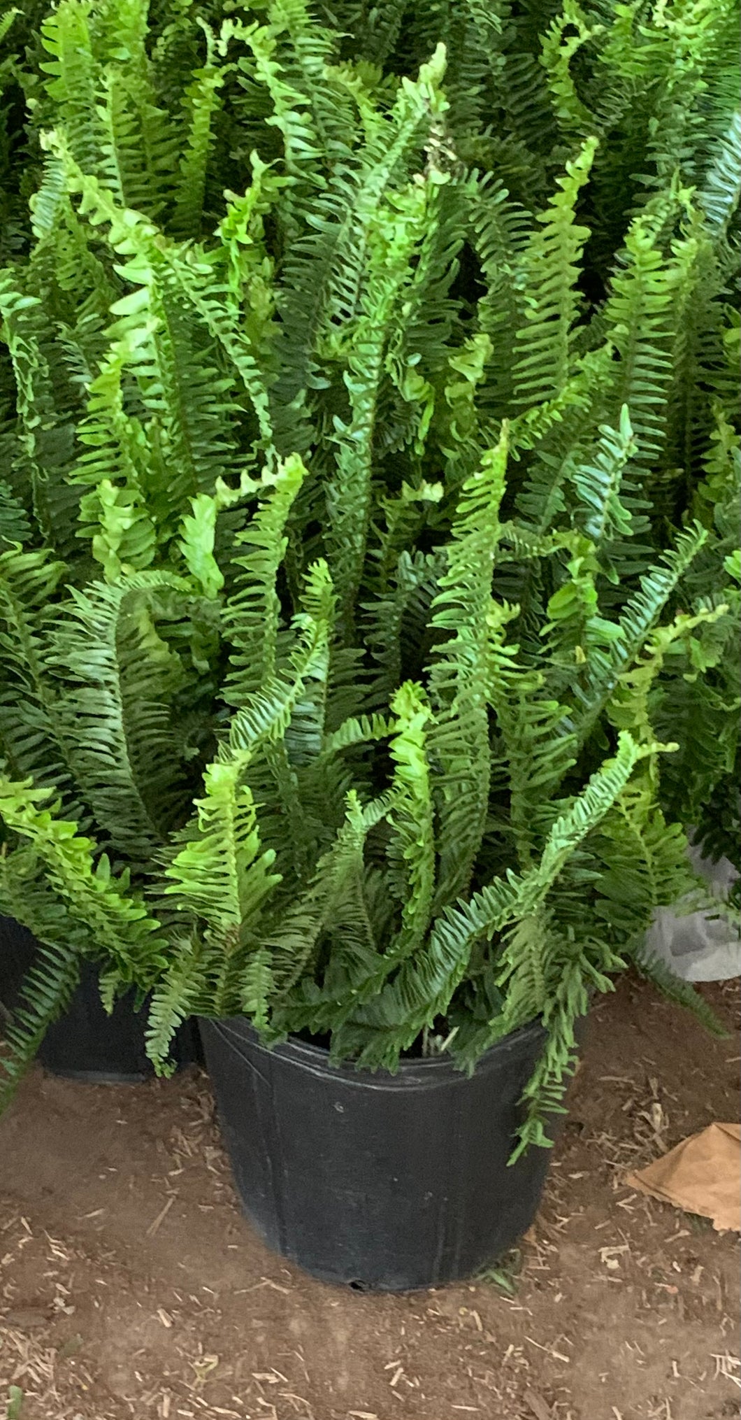 Kimberly Queen Fern 10 inch