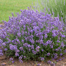 Load image into Gallery viewer, English Lavender ( Lavandula angustifolia &#39;Essence Purple&#39;)

