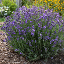 Load image into Gallery viewer, Lavender, English Lavender (Lavandula angustifolia &#39;Hidcote&#39;)
