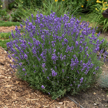 Load image into Gallery viewer, Lavender, English Lavender (Lavandula angustifolia &#39;Hidcote&#39;)
