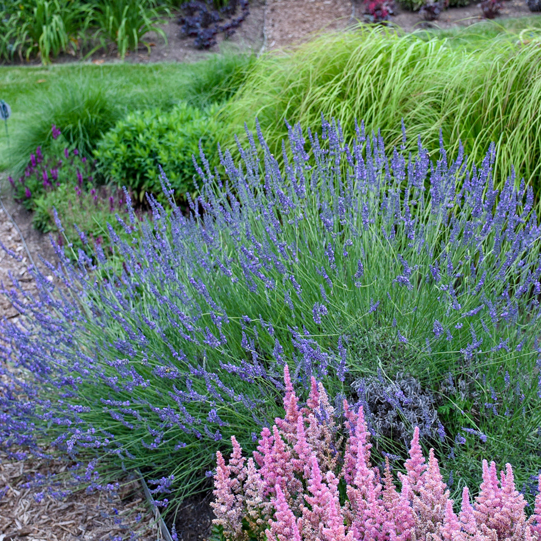 English Lavender (Lavandula x intermedia PHENOMENAL®)