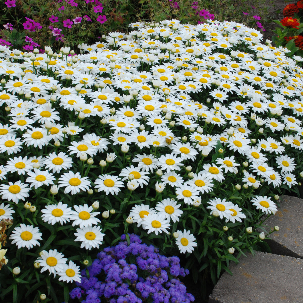 Shasta Daisy( Leucanthemum superbum 'Snowcap')