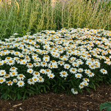 Load image into Gallery viewer, Shasta Daisy( Leucanthemum superbum &#39;Snowcap&#39;)
