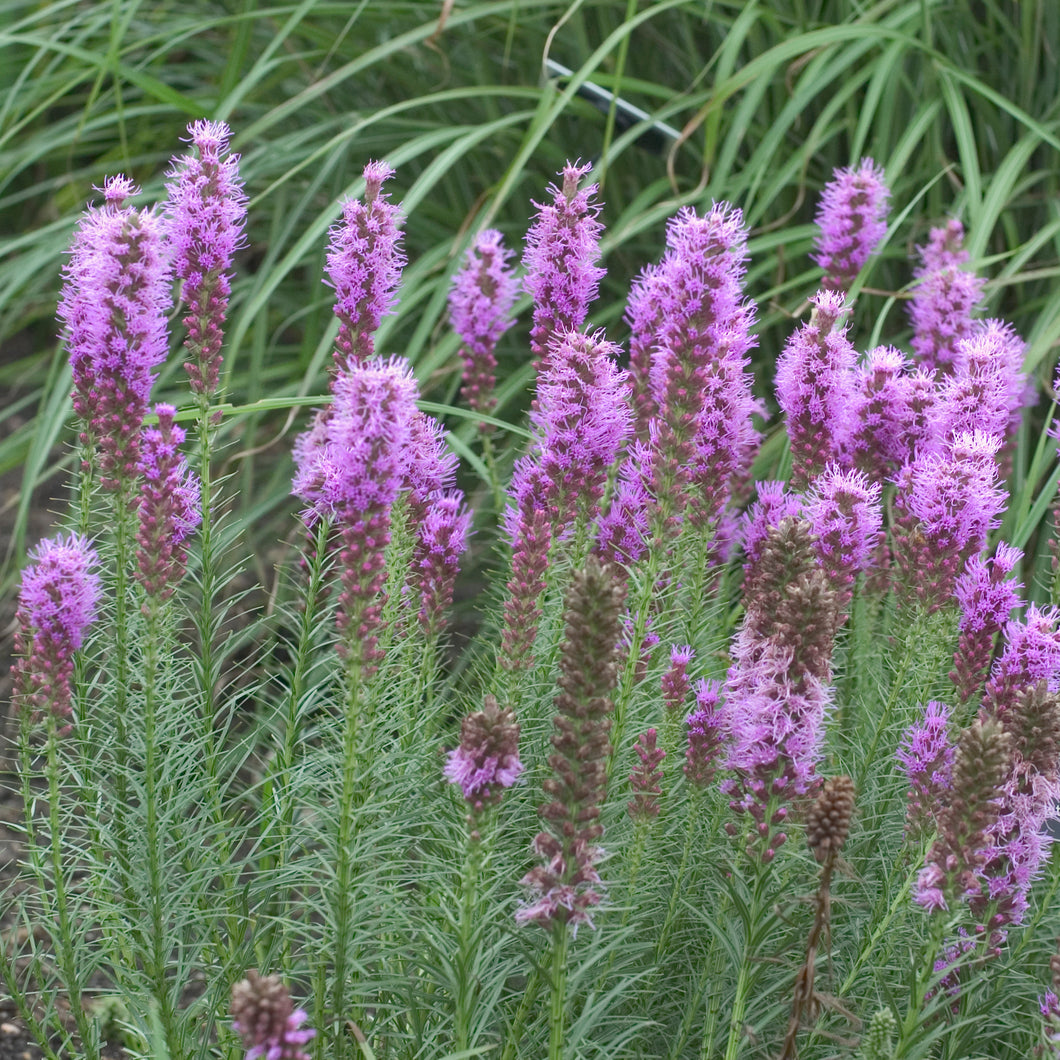 Gayfeather, Blazing Star ('Floristan Violet')