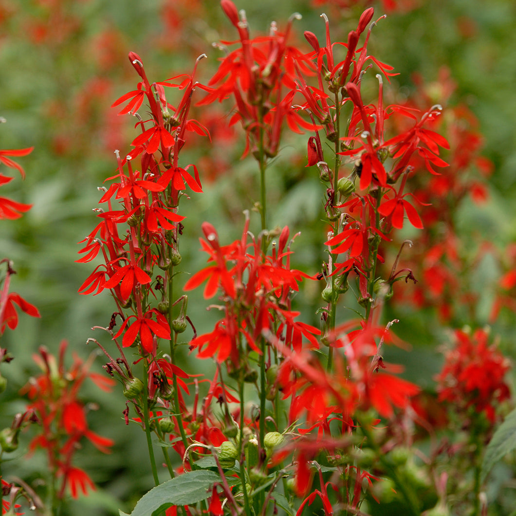 Cardinal Flower, Scarlet Lobelia (Lobelia cardinalis)