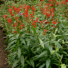 Load image into Gallery viewer, Cardinal Flower, Scarlet Lobelia (Lobelia cardinalis)
