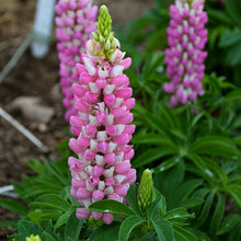 Load image into Gallery viewer, Lupine (Lupinus polyphyllus - Pink Bicolor)
