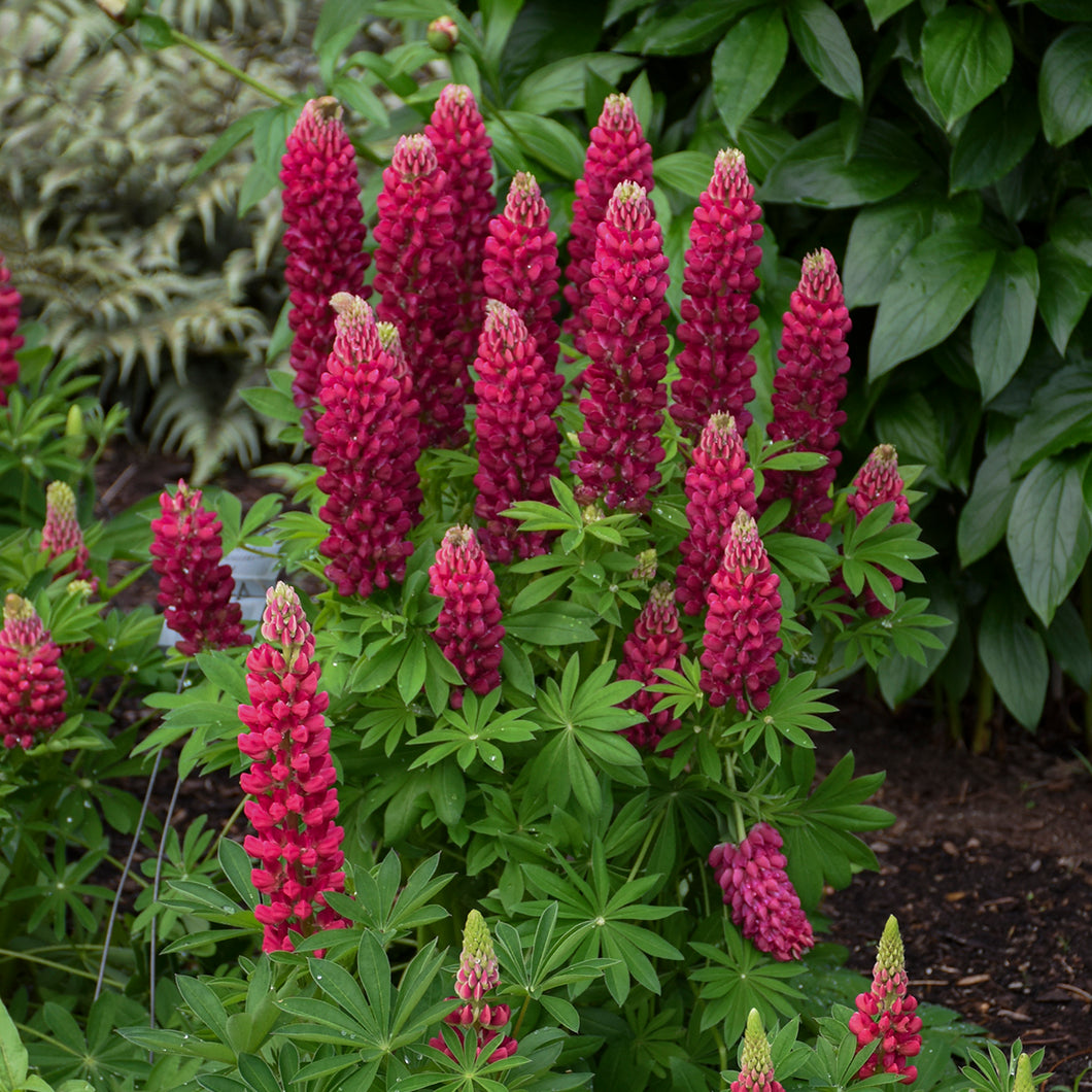 Lupine (Lupinus polyphyllus- Red)