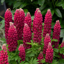 Load image into Gallery viewer, Lupine (Lupinus polyphyllus- Red)
