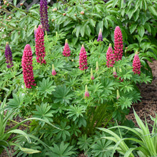 Load image into Gallery viewer, Lupine (Lupinus polyphyllus- Red)
