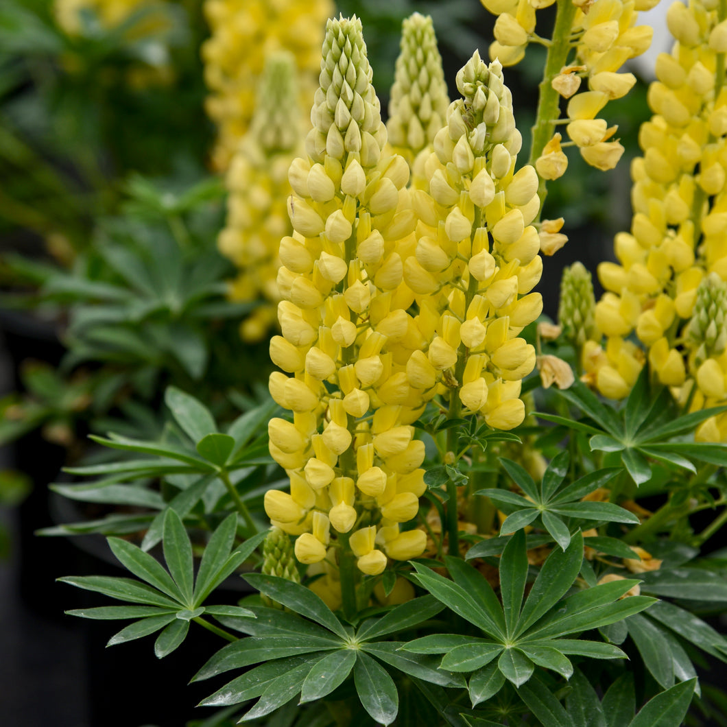 Lupine (Lupinus polyphyllus- Yellow)