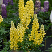 Load image into Gallery viewer, Lupine (Lupinus polyphyllus- Yellow)
