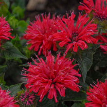 Load image into Gallery viewer, Bee Balm (Monarda didyma &#39;Pardon My Cerise&#39;)
